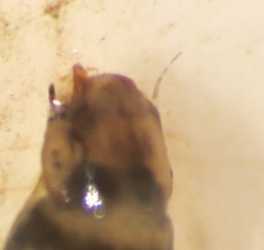 Simuliidae