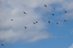 Nymphicus hollandicus