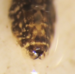 Simuliidae