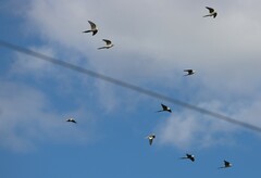 Nymphicus hollandicus