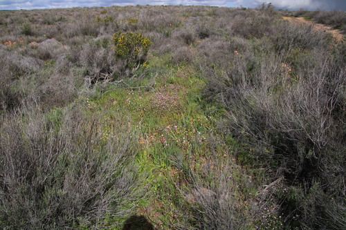 Image of Hesperantha cucullata by (c) Tony Rebelo, some rights reserved (CC BY-SA)