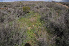 Hesperantha cucullata