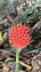 Pandanaceae