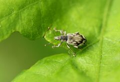 Polydrusus tereticollis