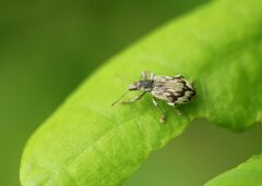 Polydrusus tereticollis