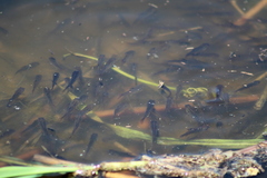 Prochilodus lineatus
