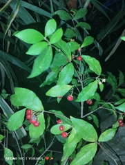 Malpighia glabra