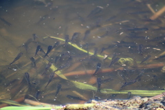 Prochilodus lineatus