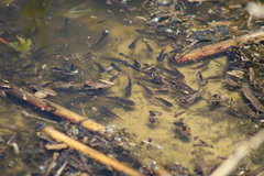 Prochilodus lineatus
