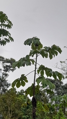 Cecropia pachystachya