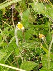 Tridax