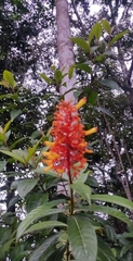 Rubiaceae