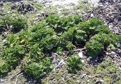 Urtica australis