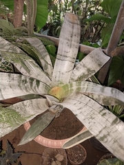Aechmea fasciata