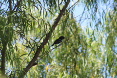 Pachyramphus polychopterus