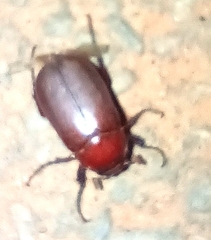 Coleoptera