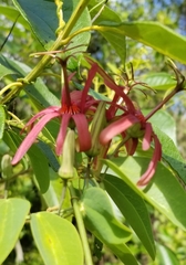 Passiflora cupraea