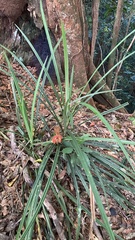 Pandanaceae