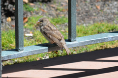 Passer domesticus