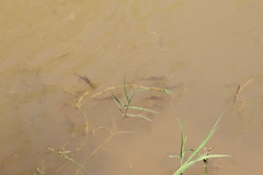 Prochilodus lineatus