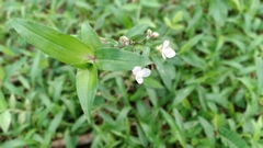 Tripogandra serrulata