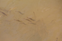 Prochilodus lineatus