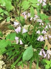 Hyacinthoides hispanica