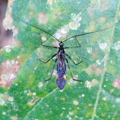 Graptocleptes