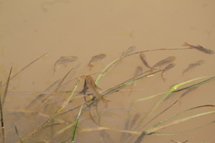 Prochilodus lineatus