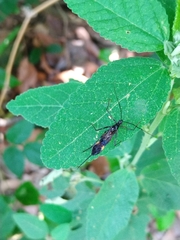 Graptocleptes