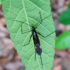 Graptocleptes