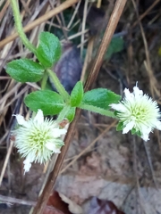Hyptis capitata