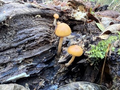 Galerina marginata