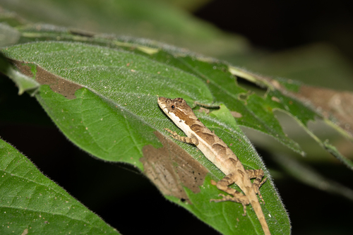 Two-marked Anole, Anolis binotatus