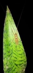 Baliophyllum maculipenne image