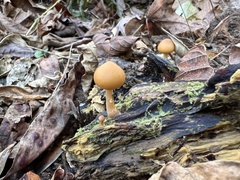 Galerina marginata