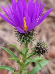Dieteria bigelovii