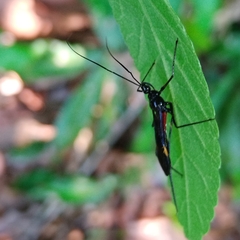 Graptocleptes