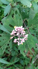 Miconia subcrustulata