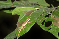 Anolis binotatus