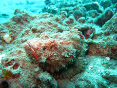 Scorpaenopsis