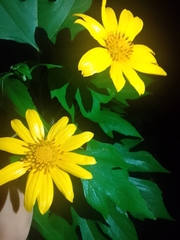 Tithonia