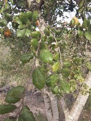 Quercus agrifolia