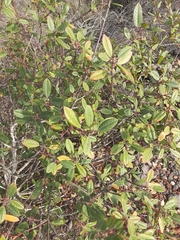 Frangula californica