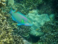 Chlorurus troschelii