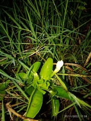 Ruellia metziae