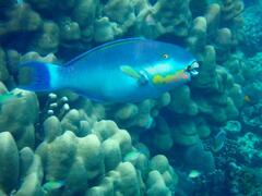 Chlorurus microrhinos