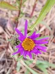 Dieteria bigelovii