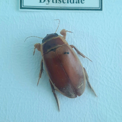 Dytiscus