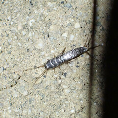 Allacrotelsa spinulata